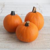 生花/即納】かぼちゃ トリック 2L ※沖縄は別途送料加算あります - 花材