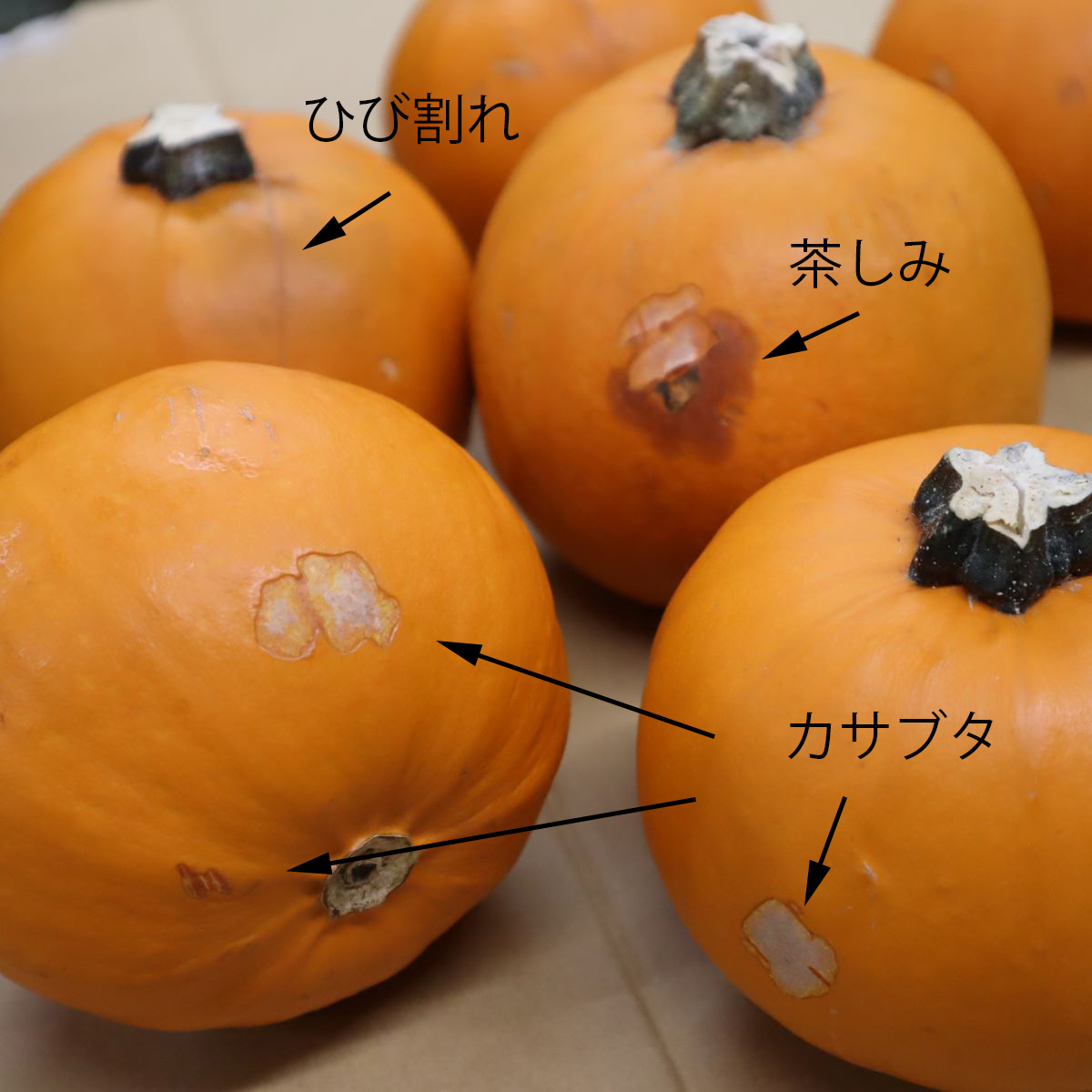 直前】☆訳アリ☆かぼちゃ トリック 2L ※商品説明を必ずお読みください