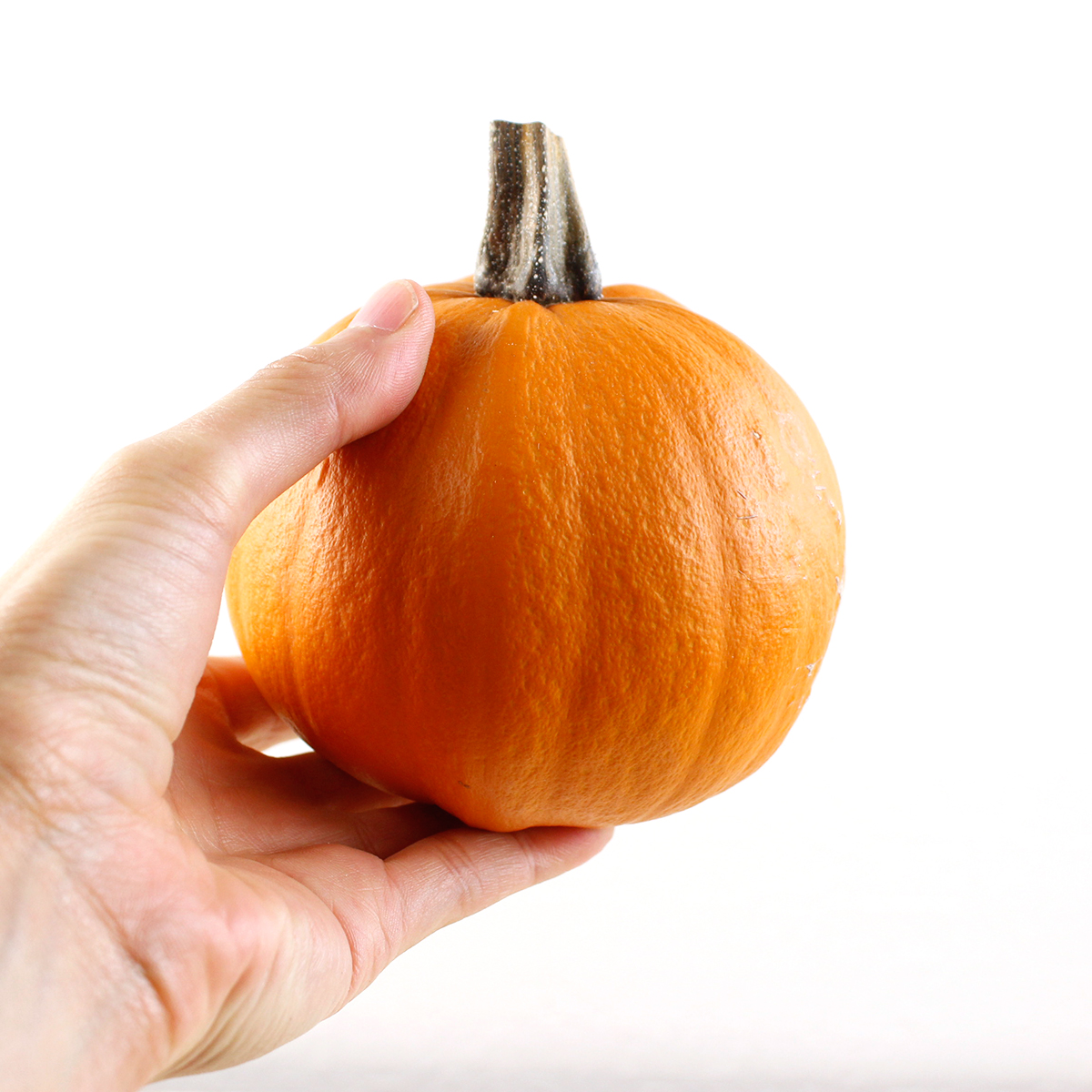 生花】かぼちゃ トリック 3L - 花材通販はなどんやアソシエ