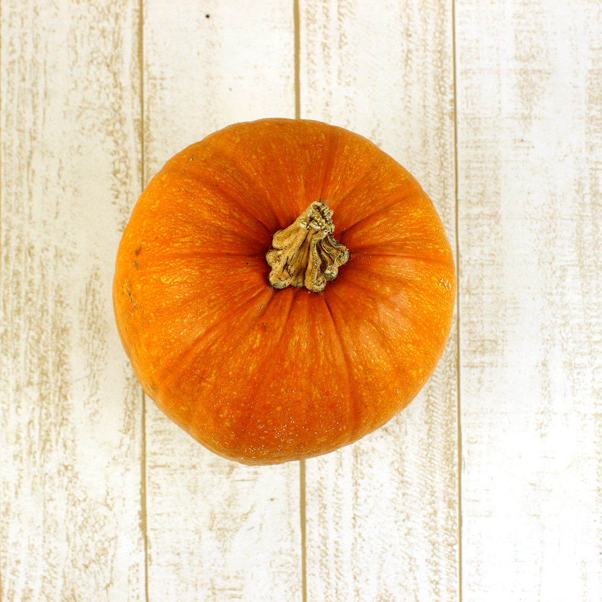 生花/即納】かぼちゃ 大玉系オレンジ品種(オータムオレンジなど3L 【面