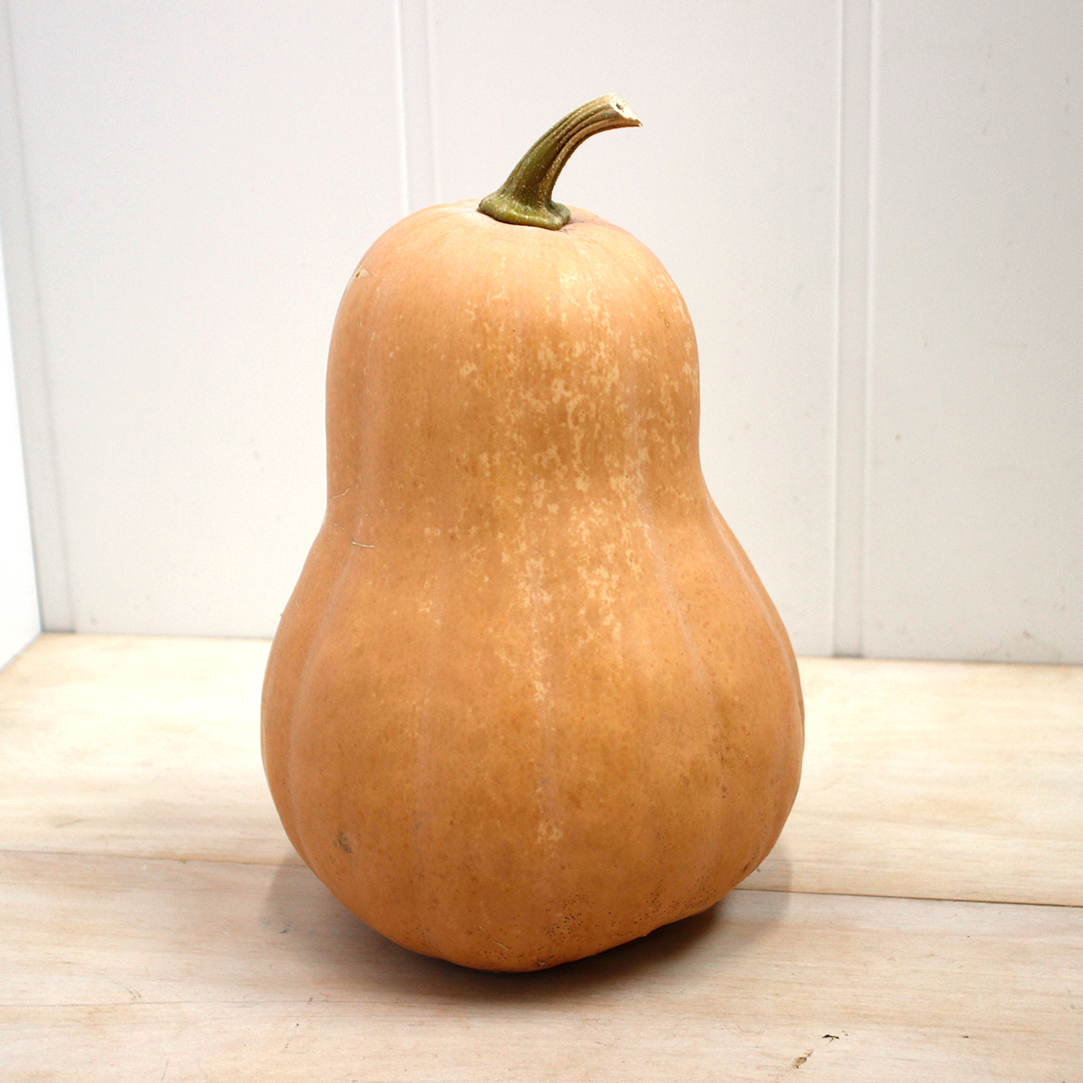 売り切り☆即日【生花】かぼちゃ ツルクビカボチャ(ベージュ)※訳あり