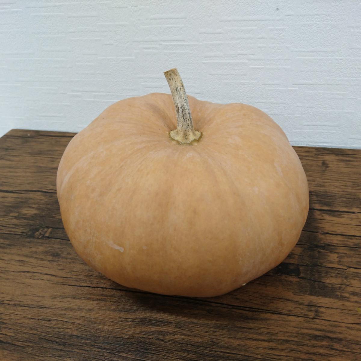 生花/即納】かぼちゃ ロングアイランドチーズ(茶色) - 花材通販はなど