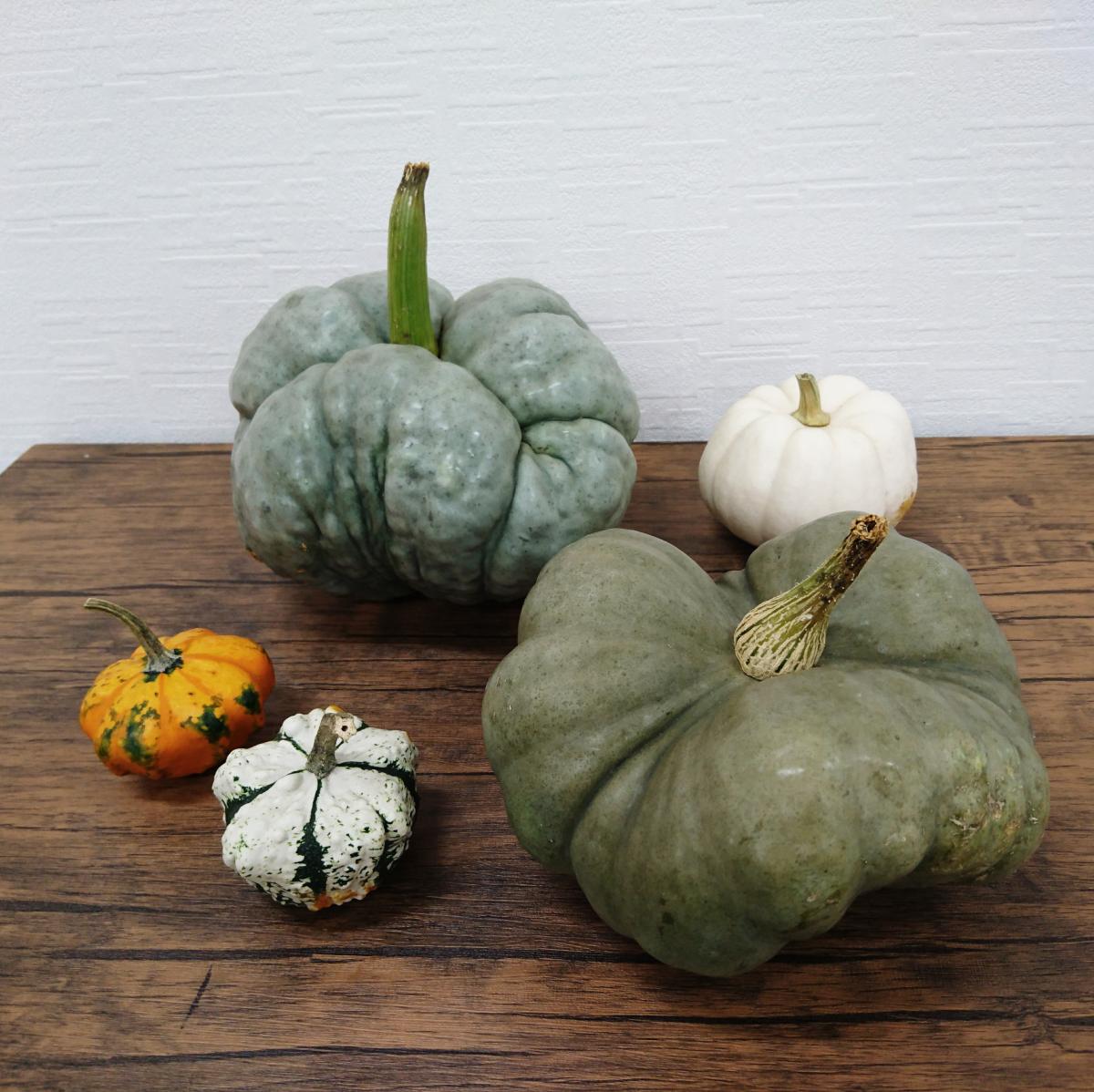 生花/即納】かぼちゃ トリアンプル(緑) - 花材通販はなどんやアソシエ