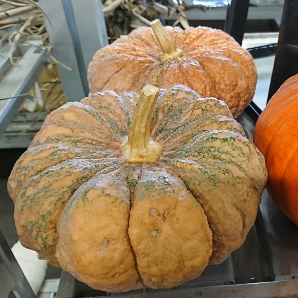 トモフラF】かぼちゃ ちりめんカボチャ 【OR-67】 - 花材通販はなどん