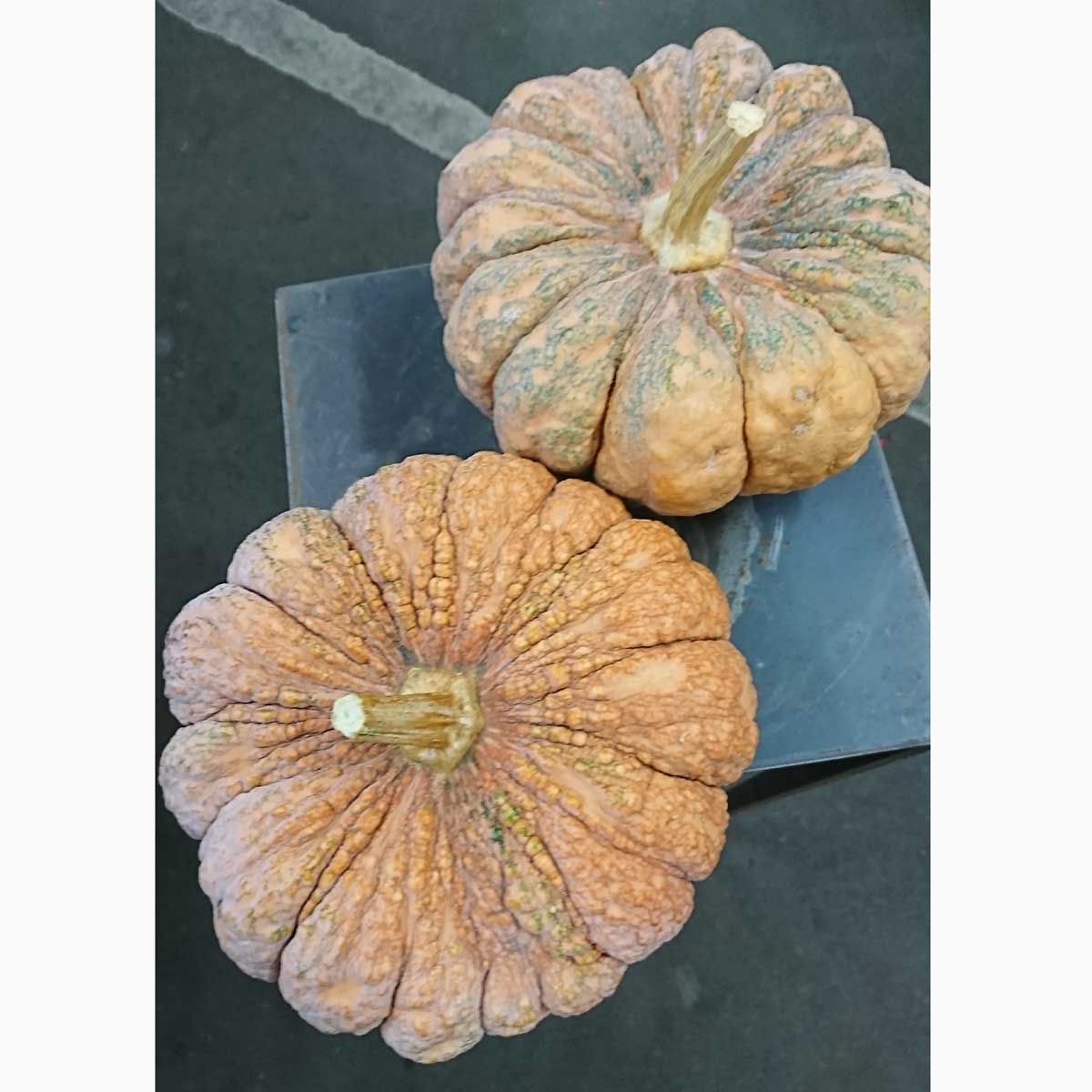 トモフラF】かぼちゃ ちりめんカボチャ 【OR-67】 - 花材通販はなどん