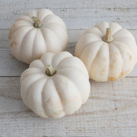 【生花/即納】かぼちゃ ミニパンプキン(白) 3L　ホワイトブーなど