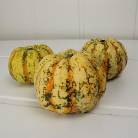 【生花】かぼちゃ　プッチーニ(ゾンビ)　■ケース売り
