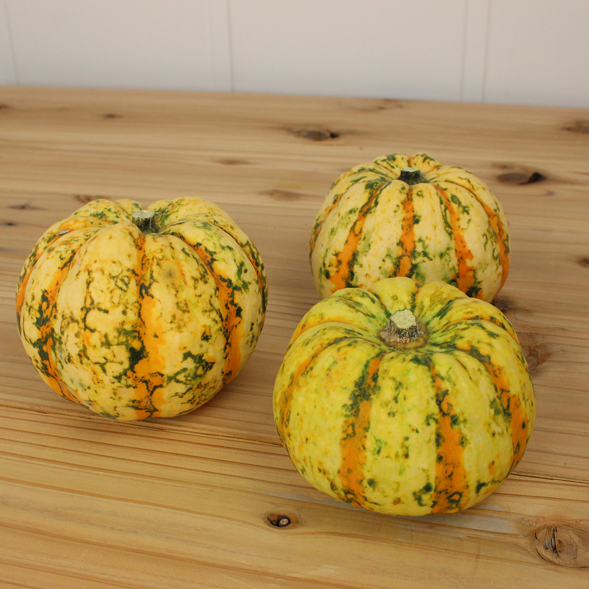 生花 即納 かぼちゃ プッチーニ ゾンビ ケース売り 通販 はなどんやアソシエ