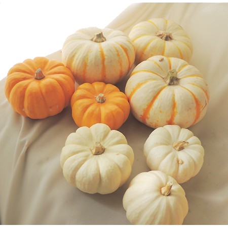 【生花】ハロウィンカボチャ2013★パンプキン3色ミックス(オレンジ・白・ストライプ・合計15個入)ネット単位　シール別売