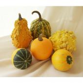 あかなまこ　ハロウィンディスプレイ　かぼちゃ本物　おもちゃかぼちゃ 楽天市場】 飾り 飾り 装飾 置物 オブジェ かぼちゃ お化け