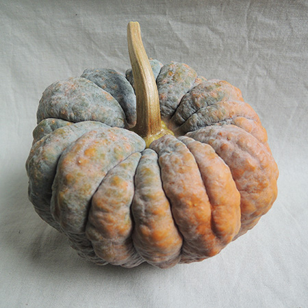 【生花/即納】《ハロウィンカボチャ》パンプキン　オールドファッション 3L