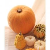 生花】【早得C】9/22まで《ハロウィンカボチャ》大玉系オレンジ