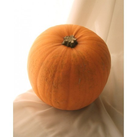 生花】【早得C】9/22まで《ハロウィンカボチャ》大玉系オレンジ