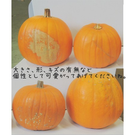 生花】【早得C】9/22まで《ハロウィンカボチャ》大玉系オレンジ