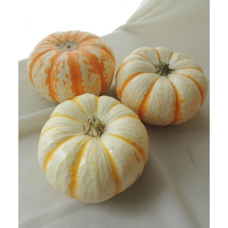 【直前1030】《ハロウィンカボチャ》パンプキン　タイガーストライプ(白×黄色)　シール別売
