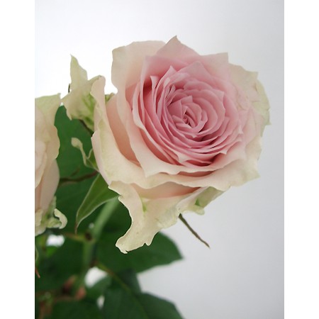 【花プラン】バラ　リメンブランス(淡いピンク)
