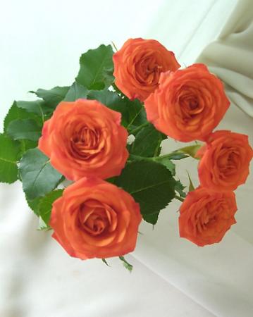 【花プラン】SPバラ　ベイブ