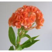 生花】久留米けいとう オレンジM〜お彼岸フェア〜 - 花材通販は