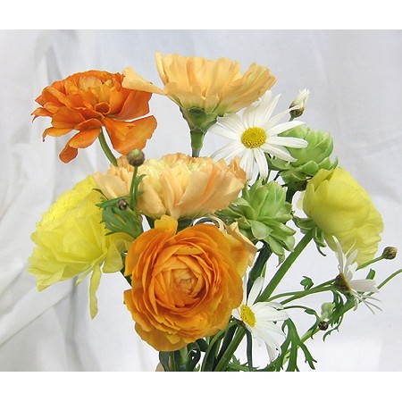 直前/】ラナンキュラス 黄色系おまかせ 40cm- 【生花】 - 花材通販は