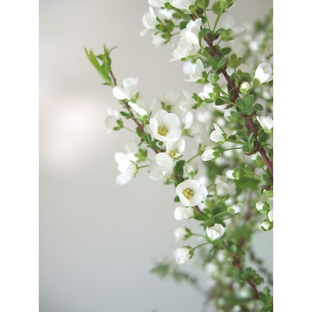 直前!!】雪柳(花)75cm 【生花】 - 花材通販はなどんやアソシエ