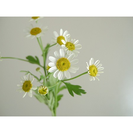【直前!】マトリカリア　シングルペグモ　50cm程度【生花】