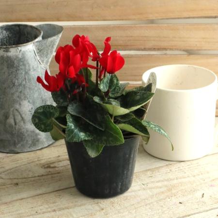 【生花/即納】ガーデンシクラメン(赤)3寸【PI/NS】