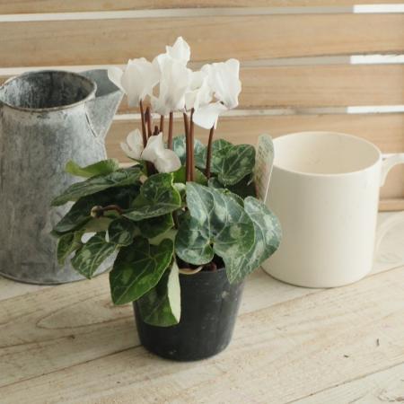 【生花/即納】ガーデンシクラメン(白)3寸【NS】