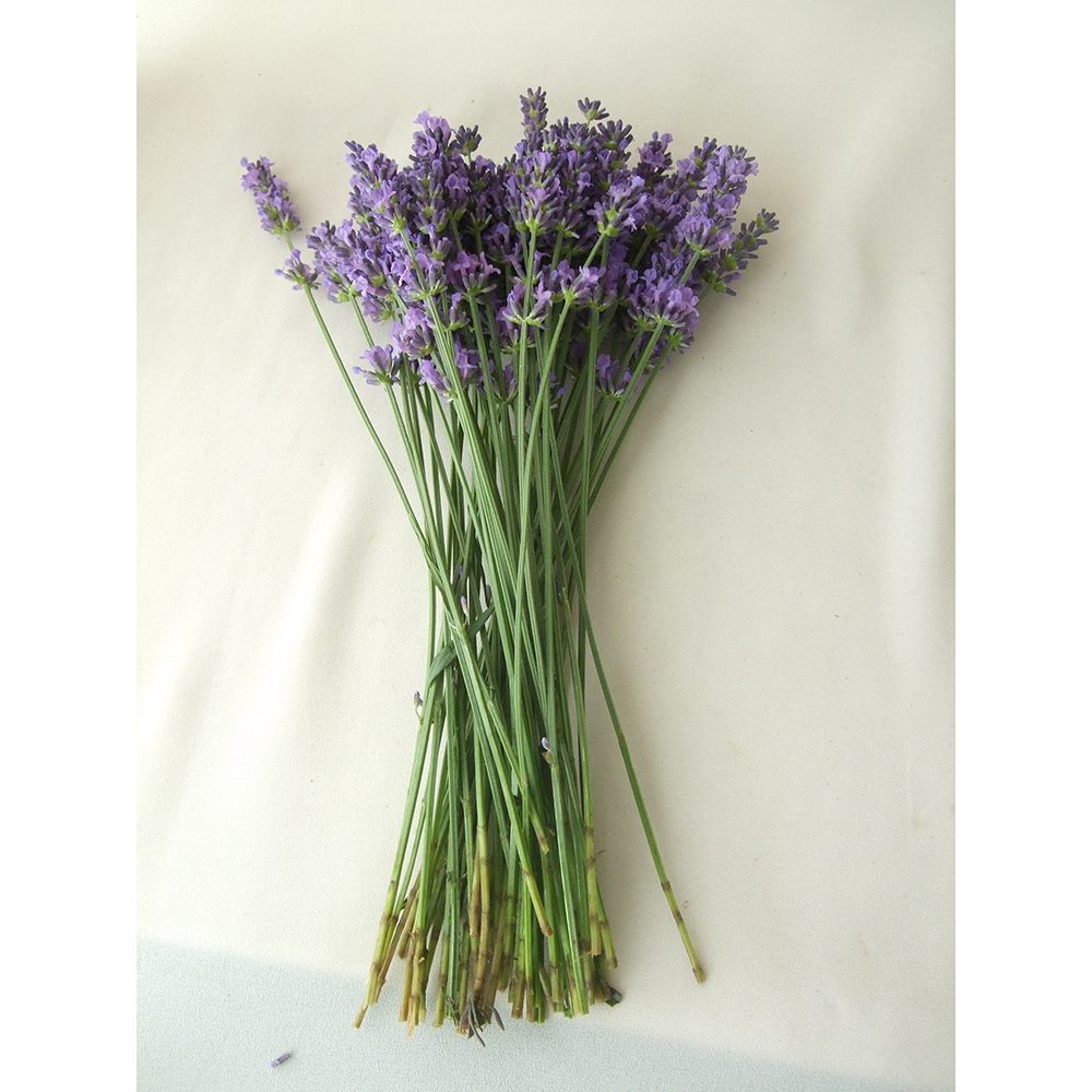 直前 蓮見さんのラベンダー ラバンディン系 束約50本 生花 通販 はなどんやアソシエ 直前 蓮見さんのラベンダー ラバンディン系 束約50本 生花 通販 はなどんやアソシエ