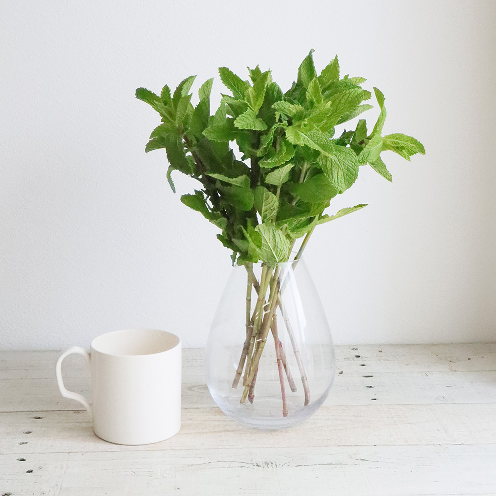 直前 中里園芸のスペアミント 30cm程度 生花 通販 はなどんやアソシエ 直前 中里園芸のスペアミント 30cm程度 生花 通販 はなどんやアソシエ