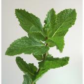 直前】スペアミント - 花材通販はなどんやアソシエ