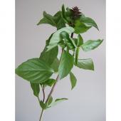 生花】折原園芸さんのシナモンバジル(花穂あり) - 花材通販はなどんや