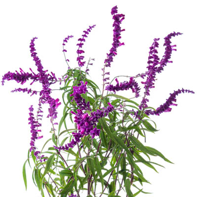 08直前!FJ】アメジストセージ 90センチ程度 JA山形市本所【生花】 - 花