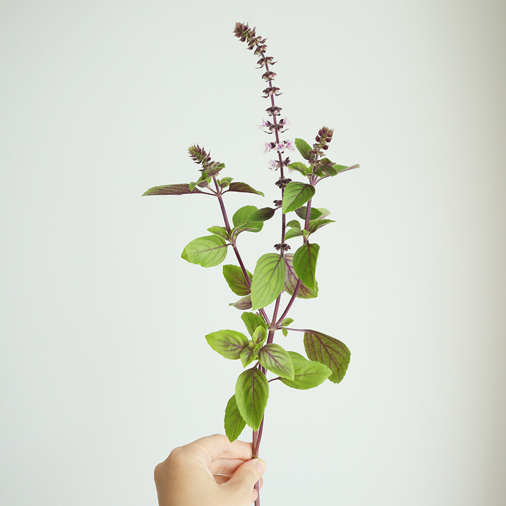 生花 中里園芸のアフリカンブルーバジル 紫葉 通販 はなどんやアソシエ 生花 中里園芸のアフリカンブルーバジル 紫葉 通販 はなどんやアソシエ