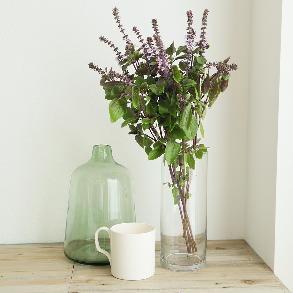 生花 中里園芸のアフリカンブルーバジル 紫葉 通販 はなどんやアソシエ 生花 中里園芸のアフリカンブルーバジル 紫葉 通販 はなどんやアソシエ