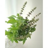 【まる】バジル花穂 やまねこ日誌 - スィートバジルの花