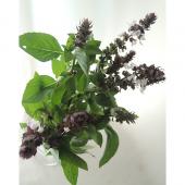 【まる】バジル花穂 生花】中里園芸のシナモンバジル(花穂あり) - 花材通販はなどんやアソシエ