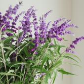 花 アメジスト 楽天市場】メキシカンセージ （アメジストセージ） : おぎはら植物園