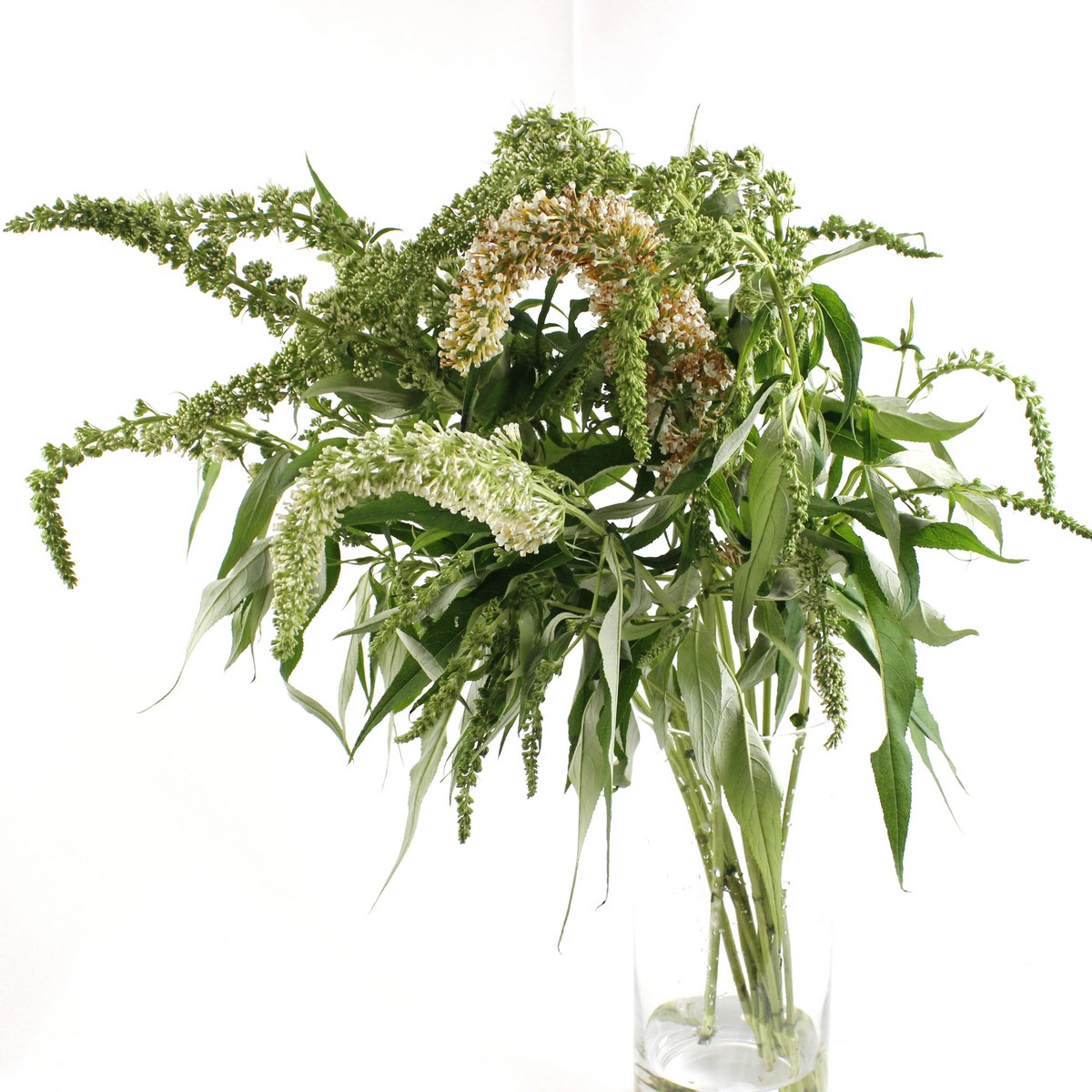 直前 セージ 花付き 白 生花 直前 セージ 花付き 白 生花