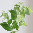 【生花】広葉マウンテンミント　50cm-　福岡県など【FJ】※入荷時期により見た目変化あり