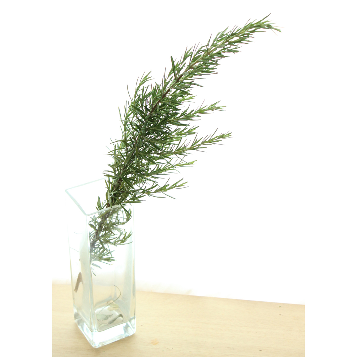 生花 蓮見さんのローズマリー ロング50cm程度 It 通販 はなどんやアソシエ 生花 蓮見さんのローズマリー ロング50cm程度 It 通販 はなどんやアソシエ