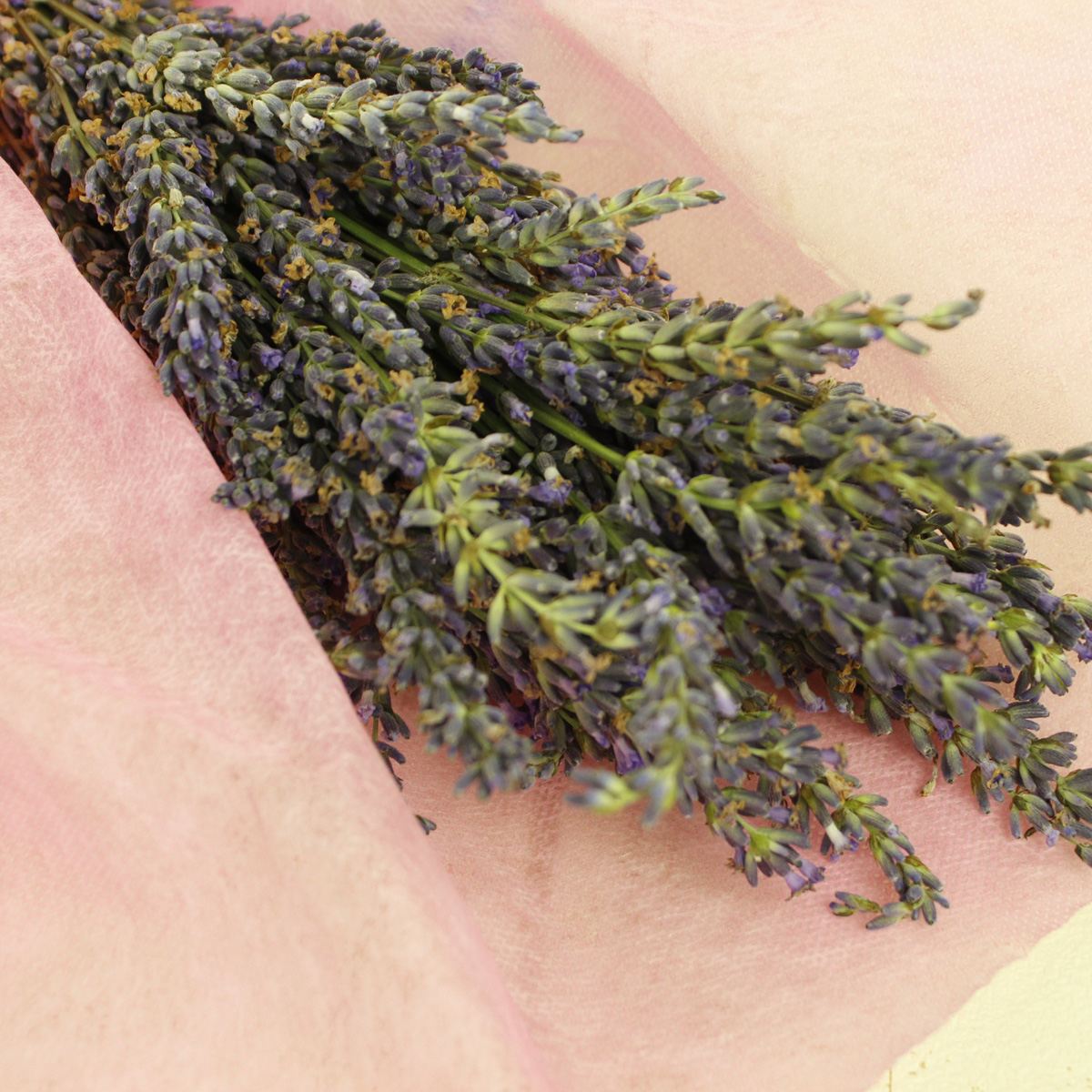 生花 届日限定 蓮見さんの半ドライのラベンダー 束約90グラム ポプリ向き ポプリ袋2つ付き 通販 はなどんやアソシエ 生花 届日限定 蓮見さんの半ドライのラベンダー 束約90グラム ポプリ向き ポプリ袋2つ付き 通販 はなどんやアソシエ