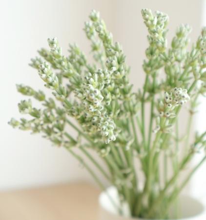 【直前】蓮見さんの白花ラベンダー(束約30本)15cm程度　【届日限定生花】