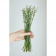 【直前】蓮見さんの白花ラベンダー(束約30本)15cm程度　【届日限定生花】