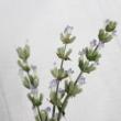 【直前】蓮見さんの白花ラベンダー(束約30本)15cm程度　【届日限定生花】