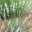 【直前】蓮見さんの白花ラベンダー(束約30本)15cm程度　【届日限定生花】
