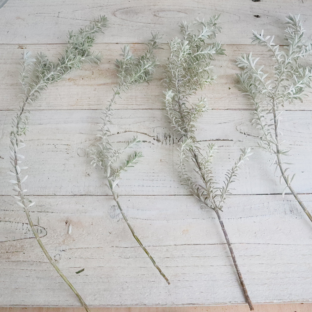 直前 オーストラリアンローズマリー ウエストリンギア 60cm程度 生花 通販 はなどんやアソシエ 直前 オーストラリアンローズマリー ウエストリンギア 60cm程度 生花 通販 はなどんやアソシエ