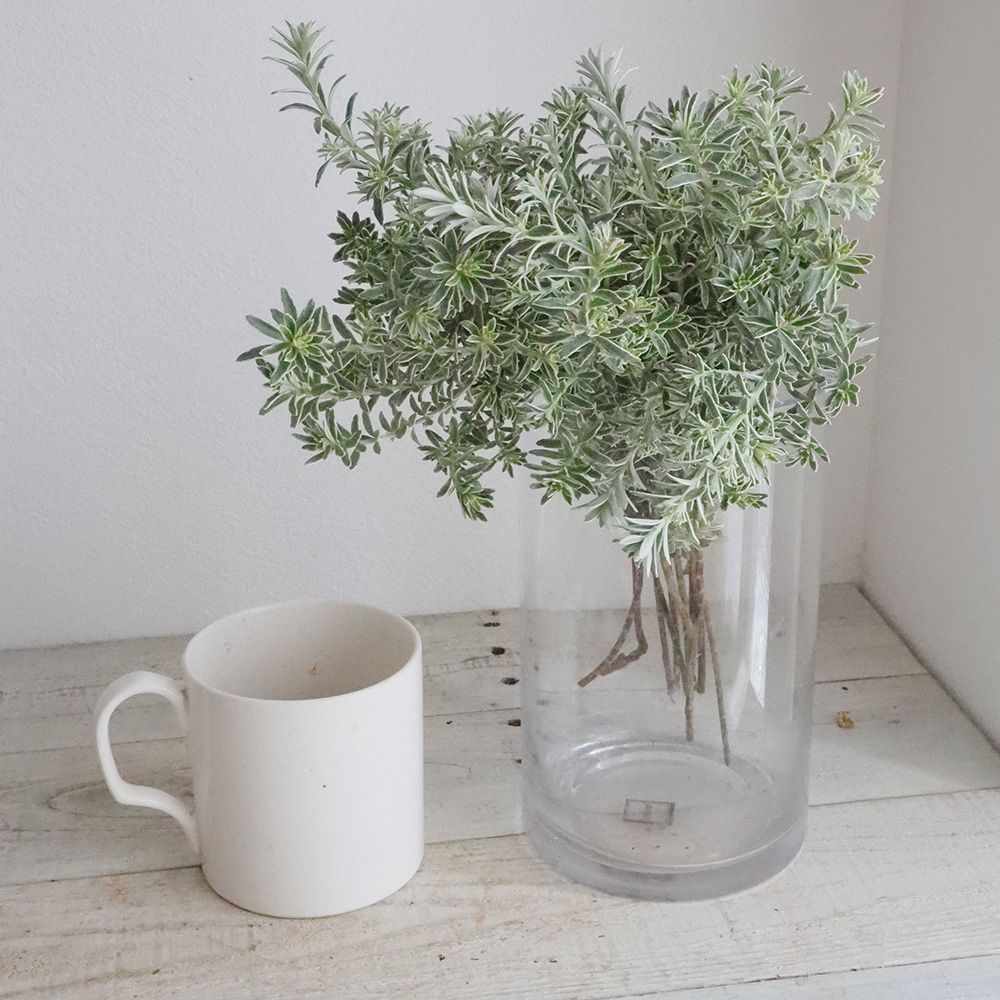 直前 オーストラリアンローズマリー ウエストリンギア 60cm程度 生花 通販 はなどんやアソシエ 直前 オーストラリアンローズマリー ウエストリンギア 60cm程度 生花 通販 はなどんやアソシエ