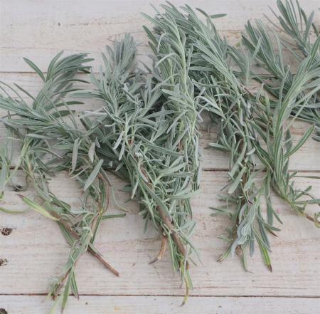 【生花】日本草花園のラベンダーリーフ　つまみ　約500g【早締切-74】