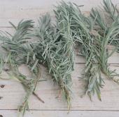 【生花】日本草花園のラベンダーリーフ　つまみ　約500g【早締切-74】