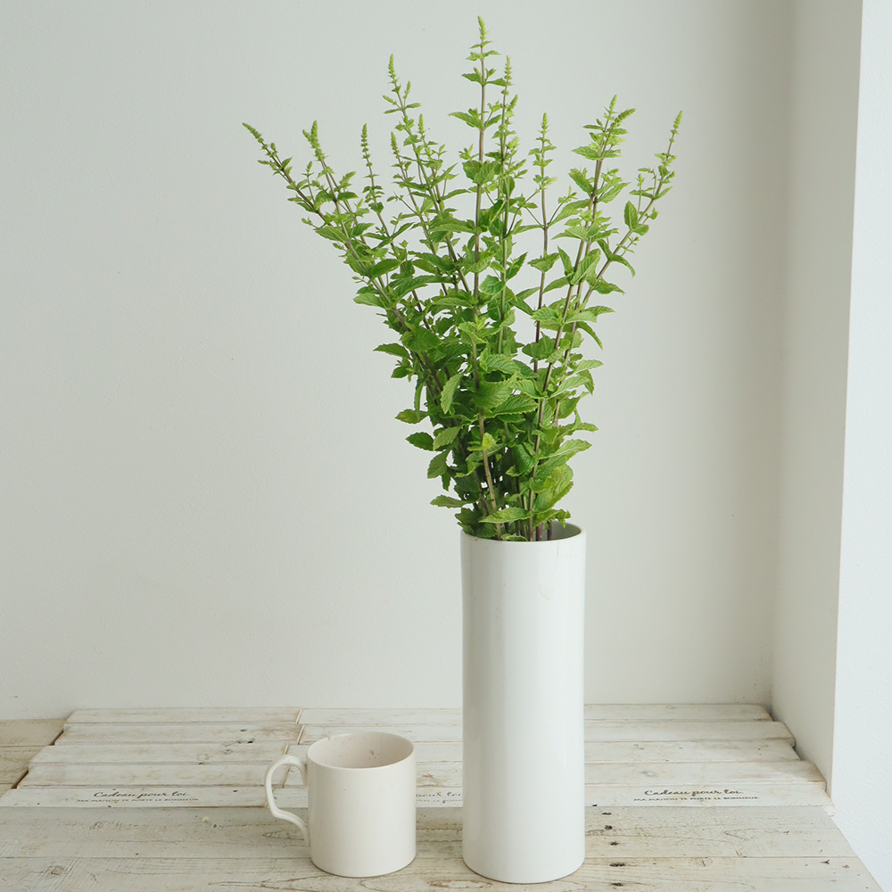 生花】金井園芸 モロッコミント(40cm～)【IT-26】 - 花材通販はなどん